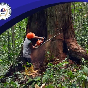 Seguridad Laboral en actividades forestales (Silvicola) |👈🏽 Detalles