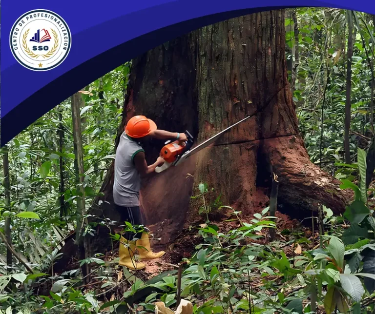 Seguridad Laboral en actividades forestales (Silvicola) |👈🏽 Detalles